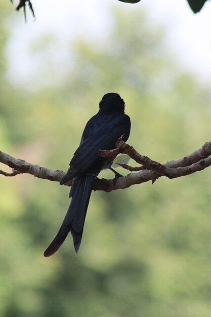 Foto drongo nero uccello cantore al ramo dell'albero la sera dicrurus adsimilis