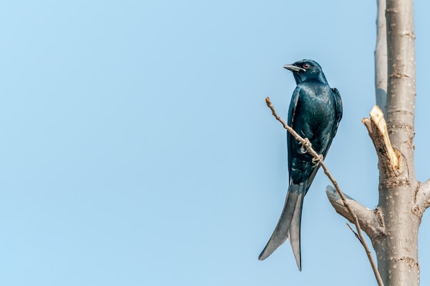 Un drongo nero che si siede su un ramo di albero contro il cielo blu
