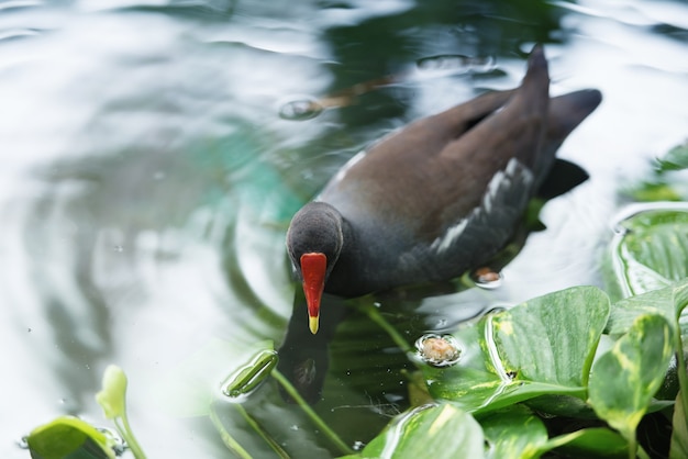 Un'anatra nera galleggia nell'acqua. fauna della repubblica dominicana.