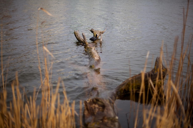 Black duck on a snag on the lake. Indo duck resting on a fallen tree in a river. Lake dwellers.