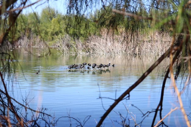 Black ducks grouped together in the middle of a lake