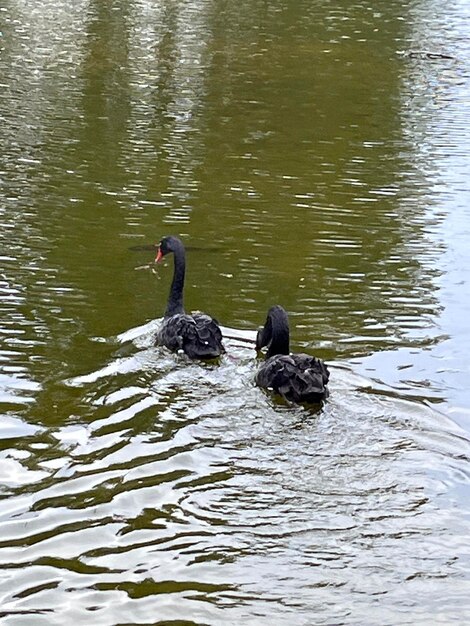 Black ducks on the lake