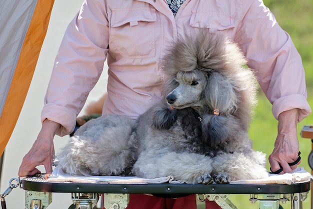 A black dwarf poodle in a show haircut is lying on the table