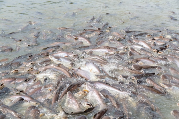 Black ear catfish