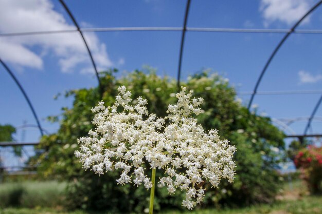 Photo black elder -sambucus nigra- flower galicia spain