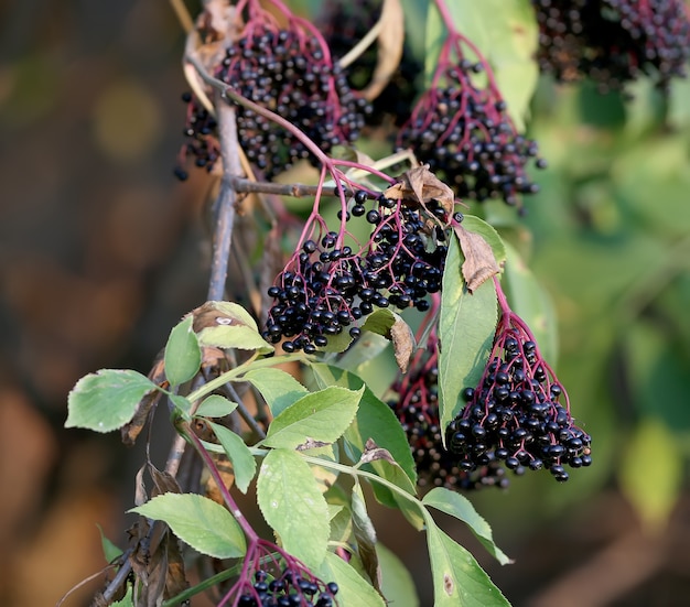 Black elderberry berries are photographed close-up on a bush. Sambucus nigra