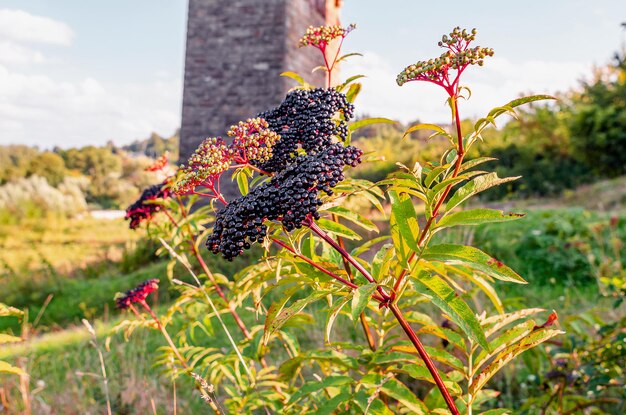 Black elderberry bunches near the old bridge Coronavirus treatment Medicines of nature