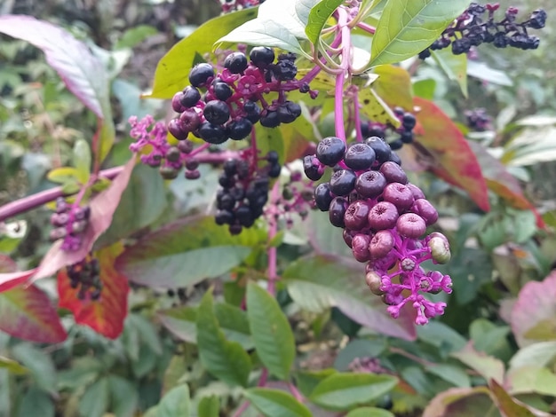 Black elderberry Latin Sambucus nigra Beautiful carved red leaves of a bush