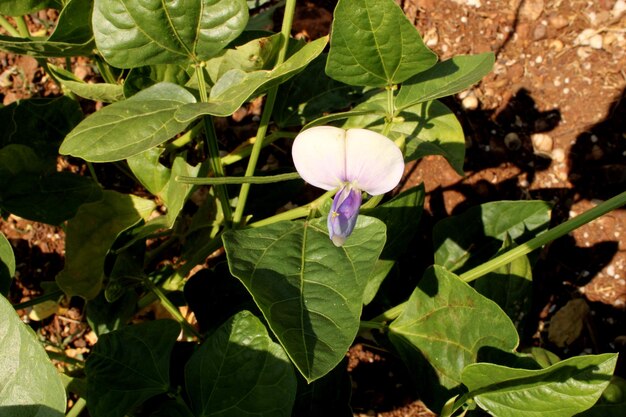 農地にあるブラックアイドエンドウの植物