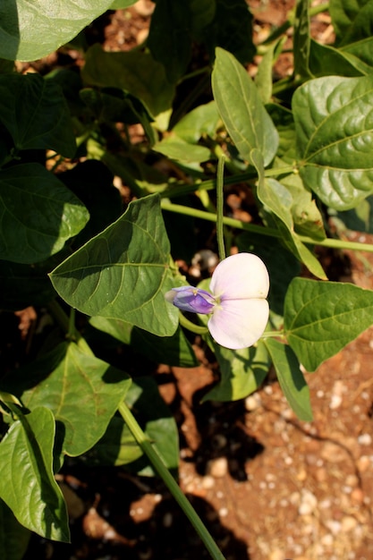 写真 農地にあるブラックアイドエンドウの植物