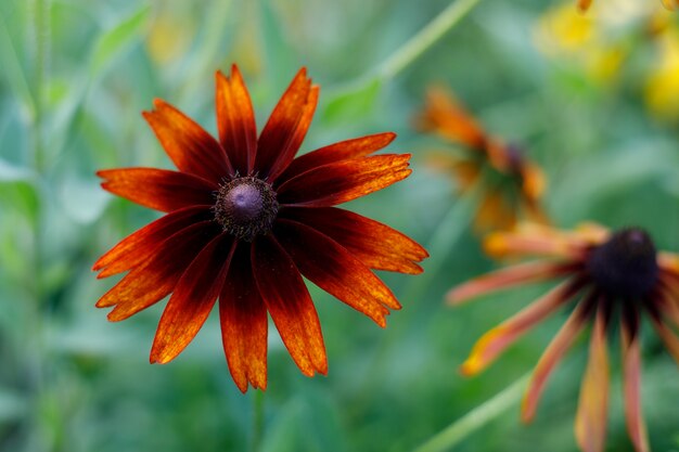 Black-Eyed Susan blooms in the garden