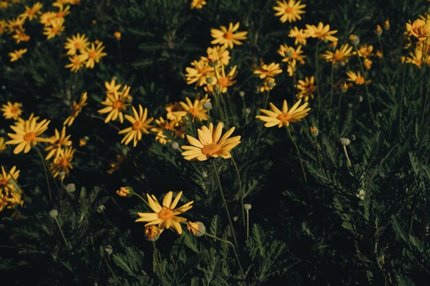 Photo black-eyed susan