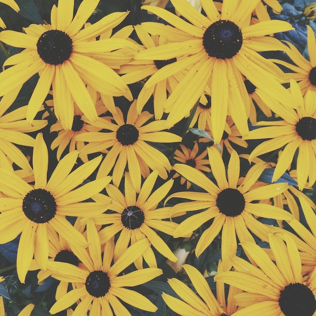 Black-eyed susans