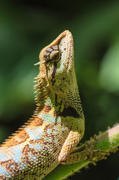 Black face lizard, tree lizard on tree