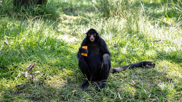 Black-faced Black Spider Monkey of the species Ateles chamek