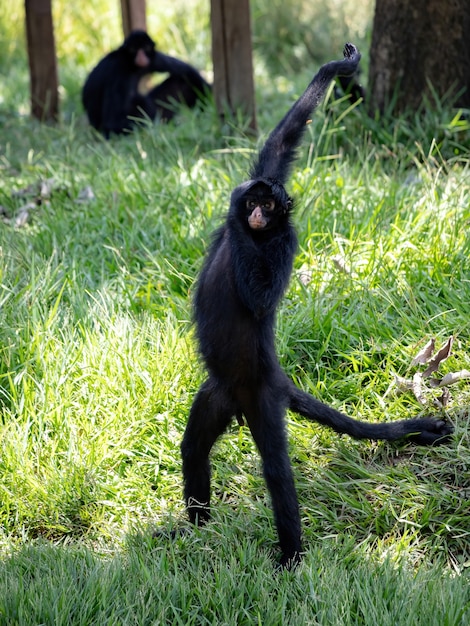 Black-faced black spider monkey of the species ateles chamek