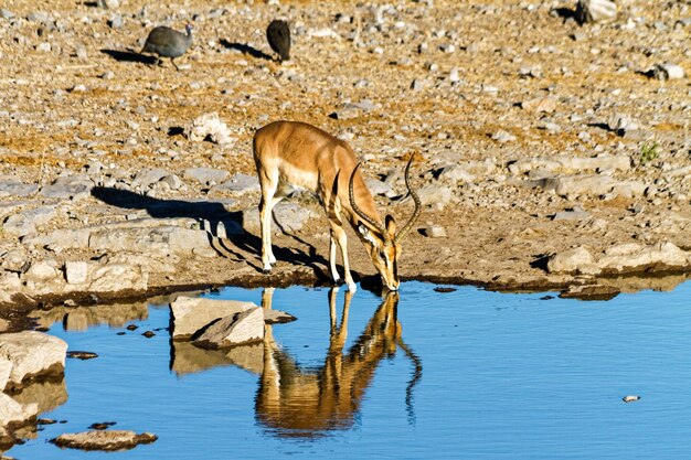 Foto il riflesso dell'impala con la faccia nera in una pozza d'acqua