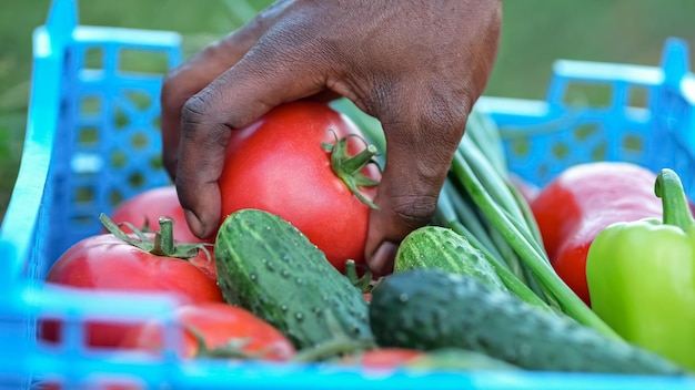 Black farmer hand takes ripe red tomato from blue box