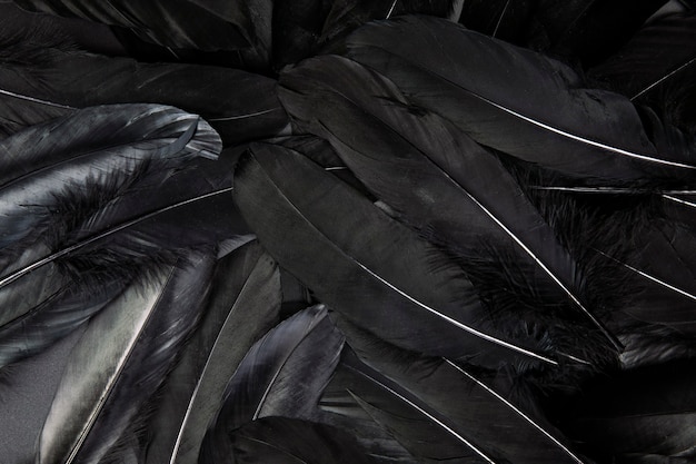 Black feather abstract background texture dark modern design peace of bird wing