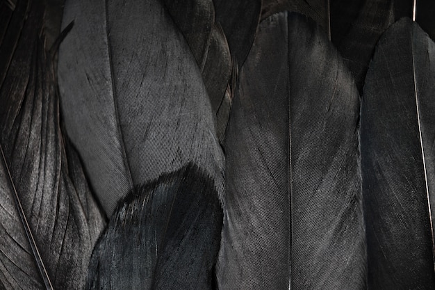 Black feather background.