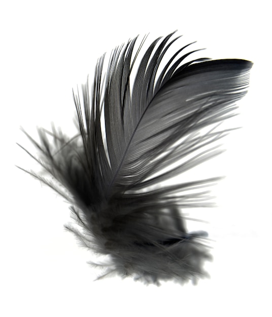 black feather isolated on white background.