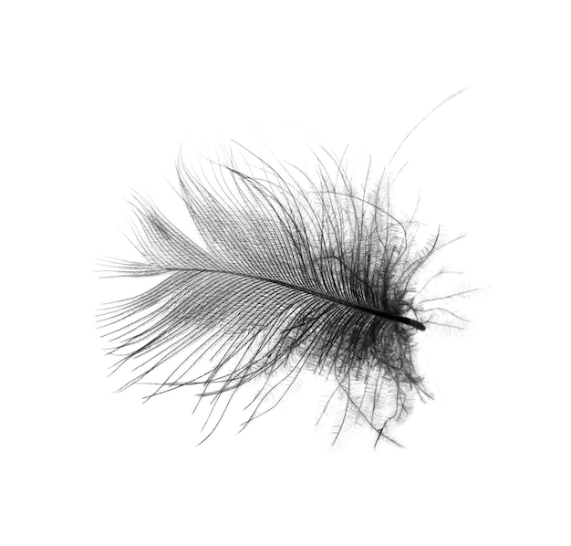 Photo black feather on white background