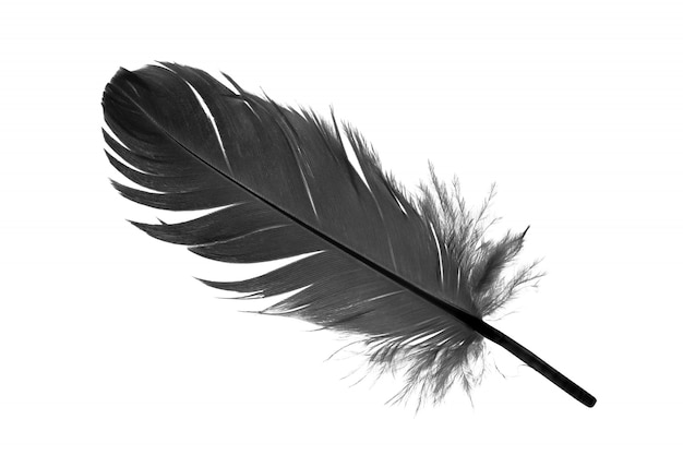 Black feather on white background