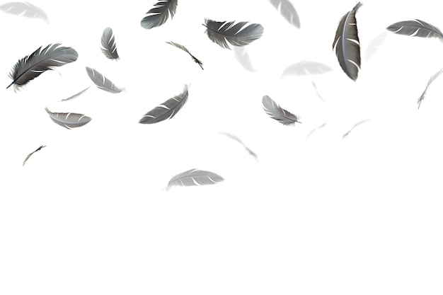 black feathers float in the air, isolated on white background.