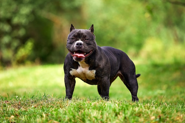 Black female American bully on the lawn, beautifully posing for the camera all the grace and power of the body, copies of space, a walk with the American bully.