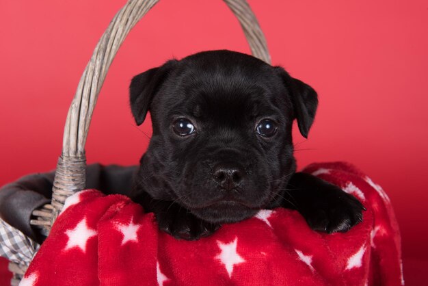 Black female American Staffordshire Bull Terrier dog or AmStaff puppy on red background