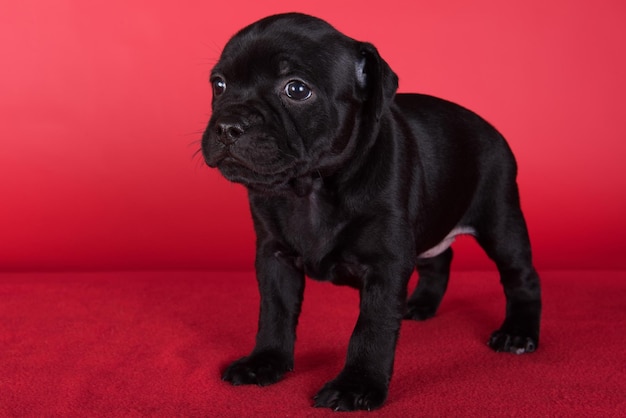 Black female American Staffordshire Bull Terrier dog or AmStaff puppy on red background