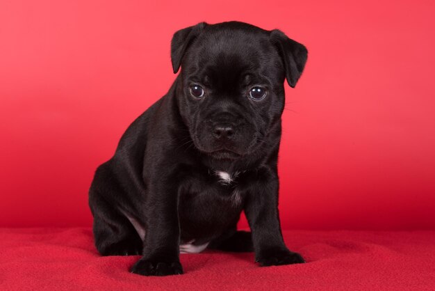 Black female American Staffordshire Terrier dog or AmStaff puppy on red background