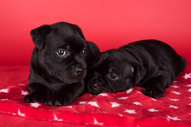 Foto cani american staffordshire terrier femmine nere o cuccioli amstaff su sfondo rosso