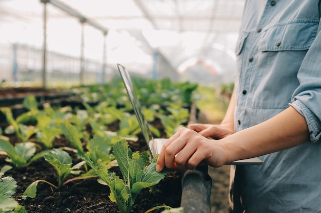 a black female farmer using a tablet smiling friendly at the organic vegetable plots inside the nurseryafrican woman taking care of the vegetable plot with happiness in greenhouse using technology