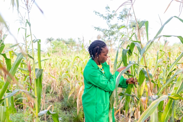 Black Female plant researcher checking and taking notes in wheat fields