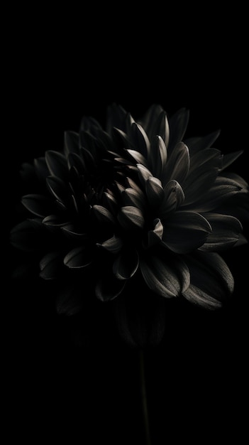 A black flower with a black background