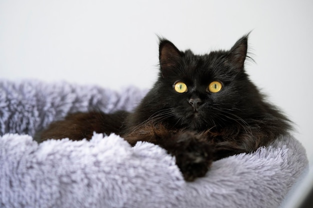 A black fluffy cat with yellow eyes lies and rests at home on a soft bed during the day.