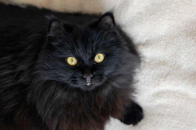 Un gatto lanuginoso nero con gli occhi gialli giace e riposa a casa. vista dall'alto