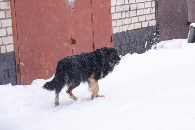 Black fluffy dog in the snow closeup