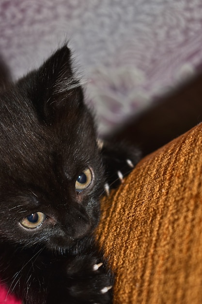 家にいる黒いふわふわの子猫