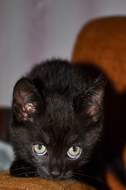 Black fluffy kitten at home