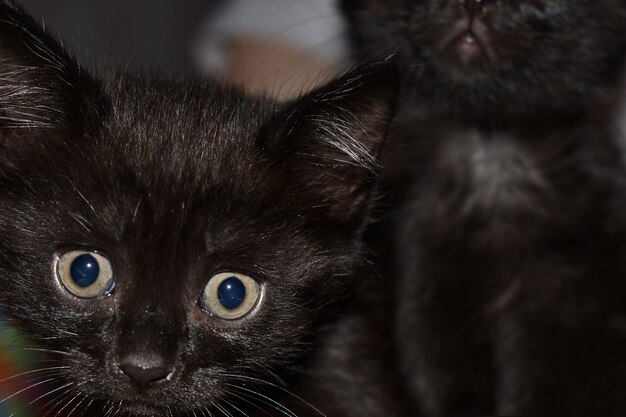 Black fluffy kitten at home