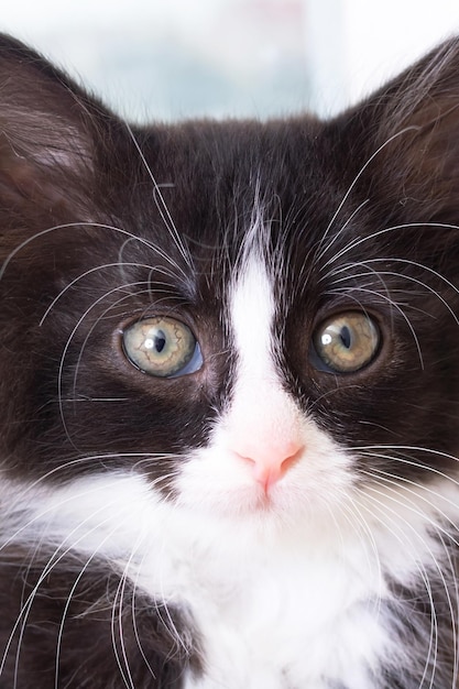 Black fluffy kitten portrait closeup at home