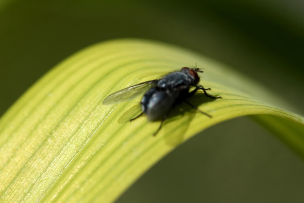 Black fly on green leaf