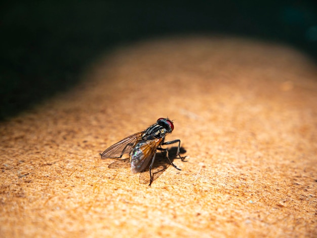 A black fly sits on a wooden table