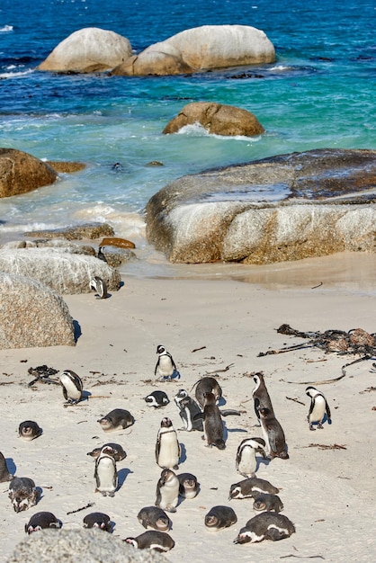 南アフリカのボルダーズビーチ繁殖海岸と保護野生生物保護区にある黒い足のアフリカペンギンのコロニー保護された絶滅危惧種の水生海と観光用の海の水鳥のグループ