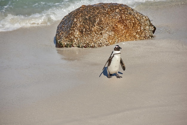 南アフリカのボールダーズビーチケープタウンにある黒い足のペンギン。砂浜にコピースペースがあります。絶滅危惧種の動物の野生生物としてのspheniscusdemersus種からのかわいいジャッカスまたはケープペンギン1匹