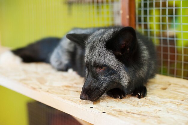 Black fox in contact zoo. Pets in farm.