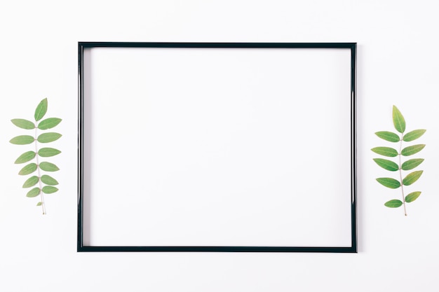 Black frame on a white surface and plant twigs