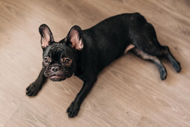 Foto bulldog francese nero che posa il pavimento e riposa il cucciolo stanco e carino vuole dormire